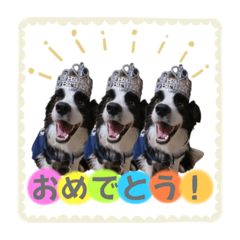 [LINEスタンプ] ボーダーコリー『ノア』
