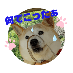 [LINEスタンプ] さくらと一緒 7