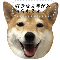 [LINEスタンプ] 犬が話しかけるメッセージスタンプ 修正版