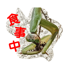 [LINEスタンプ] かまきり愛好家が出したスタンプ