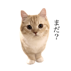 [LINEスタンプ] 縫くんスタンプ ①