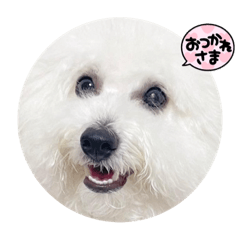 [LINEスタンプ] AYAKO familyの愛犬シロたん