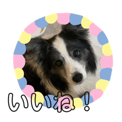 [LINEスタンプ] ボーダーコリーめぐちゃん