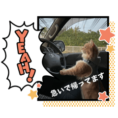 [LINEスタンプ] ねこが代わりに