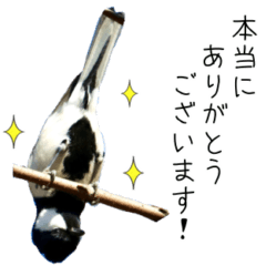 [LINEスタンプ] 鳥トーク3（敬語）