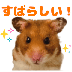 [LINEスタンプ] ハムスターのあまなつ 2