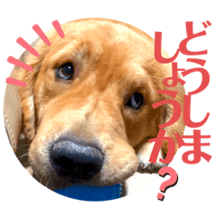 [LINEスタンプ] 毎日使える敬語 mugiゴールデンレトリバー2