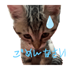 [LINEスタンプ] ねこねこ さばみそ