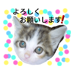 [LINEスタンプ] 三毛猫みみーちゃん♡