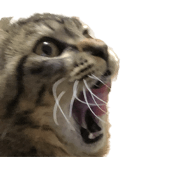 [LINEスタンプ] きりねこ3