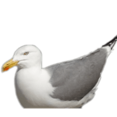 [LINEスタンプ] dodoスタンプ 鳥2