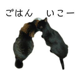 [LINEスタンプ] 表情豊かな黒猫びびちゃんスタンプ5