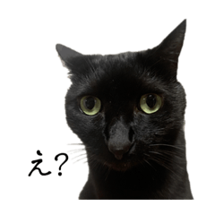 [LINEスタンプ] 仲の悪い猫たち3