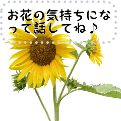 [LINEスタンプ] お花が話すメッセージスタンプ バージョン3