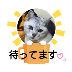 [LINEスタンプ] うちの子にゃあちゃんと時々チビねこ