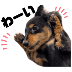 [LINEスタンプ] ダックスフンド犬日常用