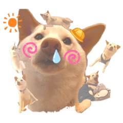 [LINEスタンプ] 白柴犬2022