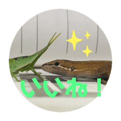 [LINEスタンプ] ヤモリの徳吉くん×カナヘビの斉藤さん達！