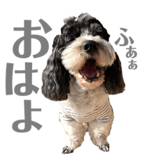 [LINEスタンプ] ノエルのスタンプ 2022