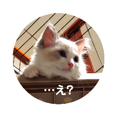 [LINEスタンプ] ねこ様 ラグドールのとろろ