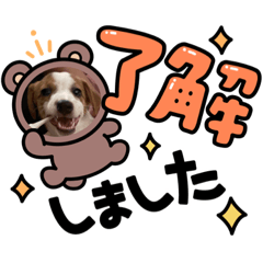 [LINEスタンプ] ジャックのベルちゃんの日常すたんぷ