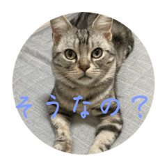 [LINEスタンプ] ルッカ(猫)のスタンプ第四弾。