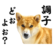 [LINEスタンプ] 柴犬こむぎとあるじのステップ③