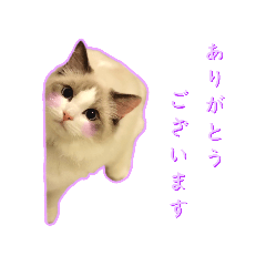 [LINEスタンプ] ラグドールのとろろ 連絡用