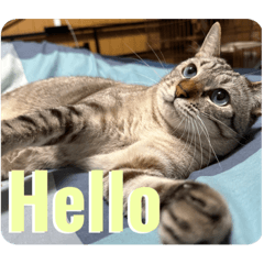 [LINEスタンプ] うちのねこ スタンプ3 -KAI-海