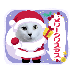 [LINEスタンプ] 白猫とグレピ クリスマス、お正月、日常