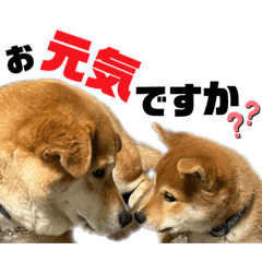 [LINEスタンプ] 柴犬兄弟 TENSEI＆KUSEI