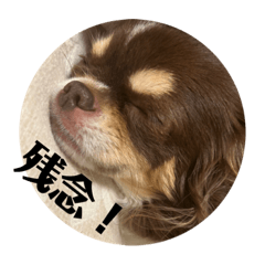 [LINEスタンプ] 犬三昧Ver24