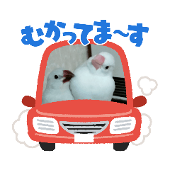 [LINEスタンプ] 文鳥 ハクとぎん