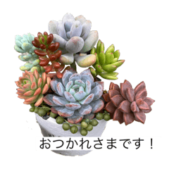 [LINEスタンプ] 多肉⭐︎スタンプ