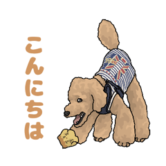 [LINEスタンプ] トイプードル 1