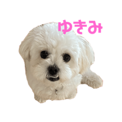 [LINEスタンプ] ペキビションの、ゆきみちゃん
