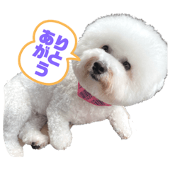[LINEスタンプ] ビションフリーゼのなごみ8