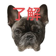 [LINEスタンプ] フレブルのリキ（返事・挨拶編）