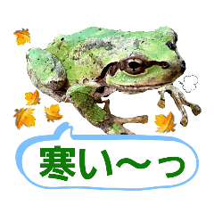 [LINEスタンプ] 野生のカエル9(本能の叫び！？)