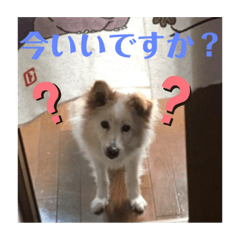 [LINEスタンプ] 18歳美魔犬 私の可愛いワンコ