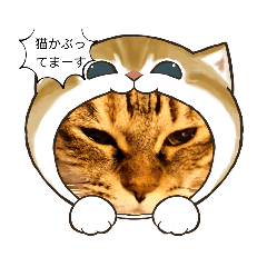 [LINEスタンプ] キジトラのかわいさ11