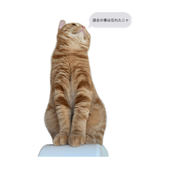 [LINEスタンプ] 猫伝言