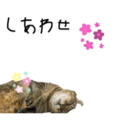 [LINEスタンプ] サバトラスタンプすごく可愛いんだよー