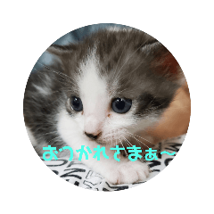 [LINEスタンプ] 子にゃんの伝言