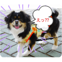[LINEスタンプ] チベタンスパニエル スタンプ
