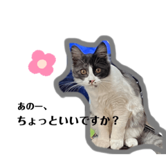 [LINEスタンプ] ハチワレ豆ちゃん