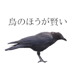 [LINEスタンプ] オルウェイズカラス