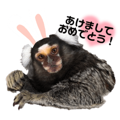 [LINEスタンプ] 【7】コモンマーモセットのキーくん