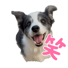 [LINEスタンプ] ボーダーコリーめぐちゃんのひとこと