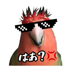 [LINEスタンプ] インコのセセリ♂11